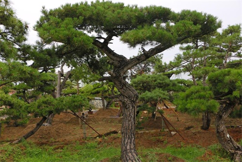 如何判斷造型松樹的健康狀況？